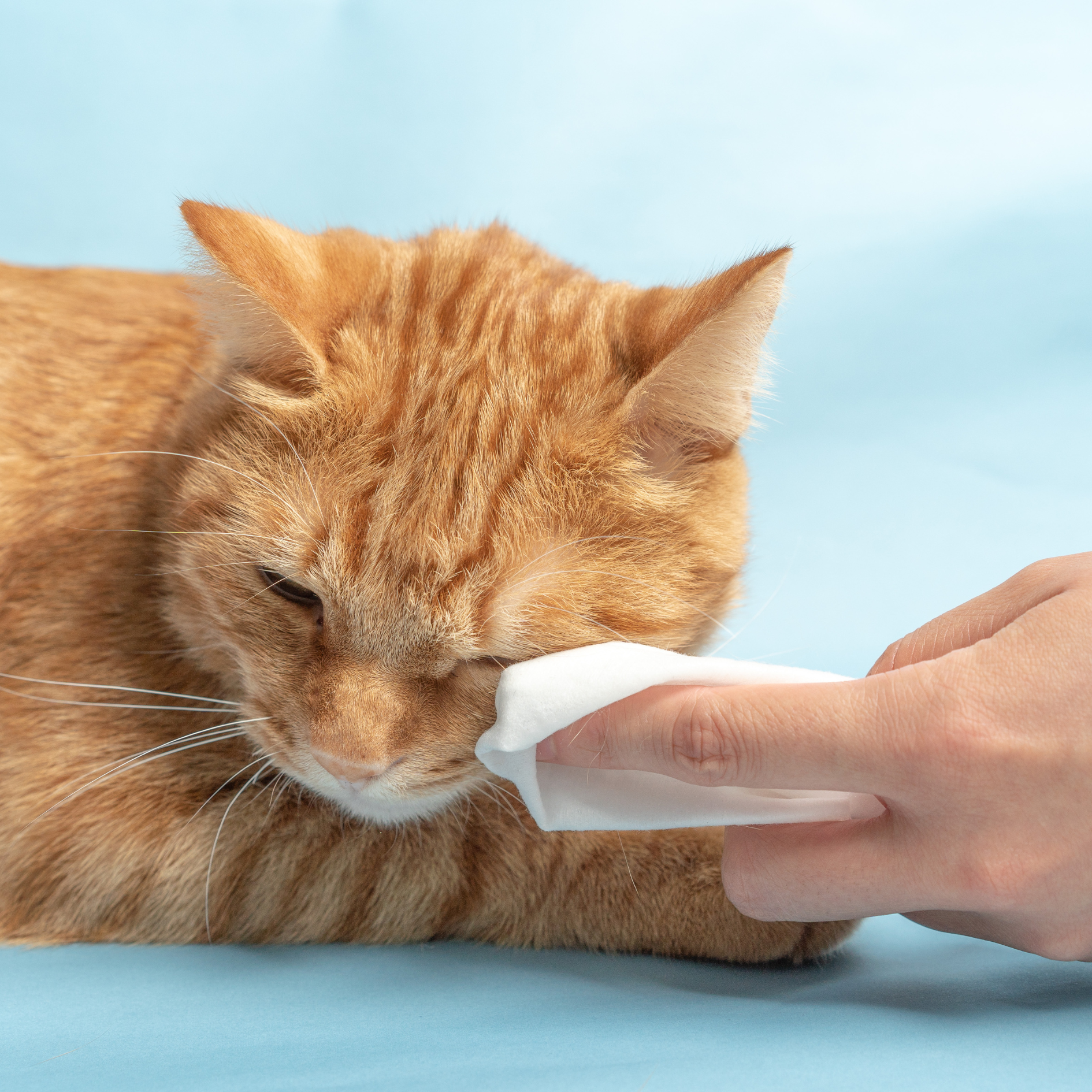 pidan Cleaning Wipes for Pets ( Fragrance Free)