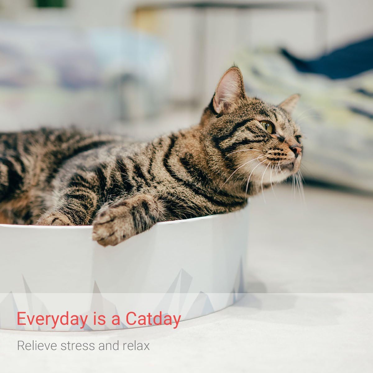 Cococat Gift Voucher