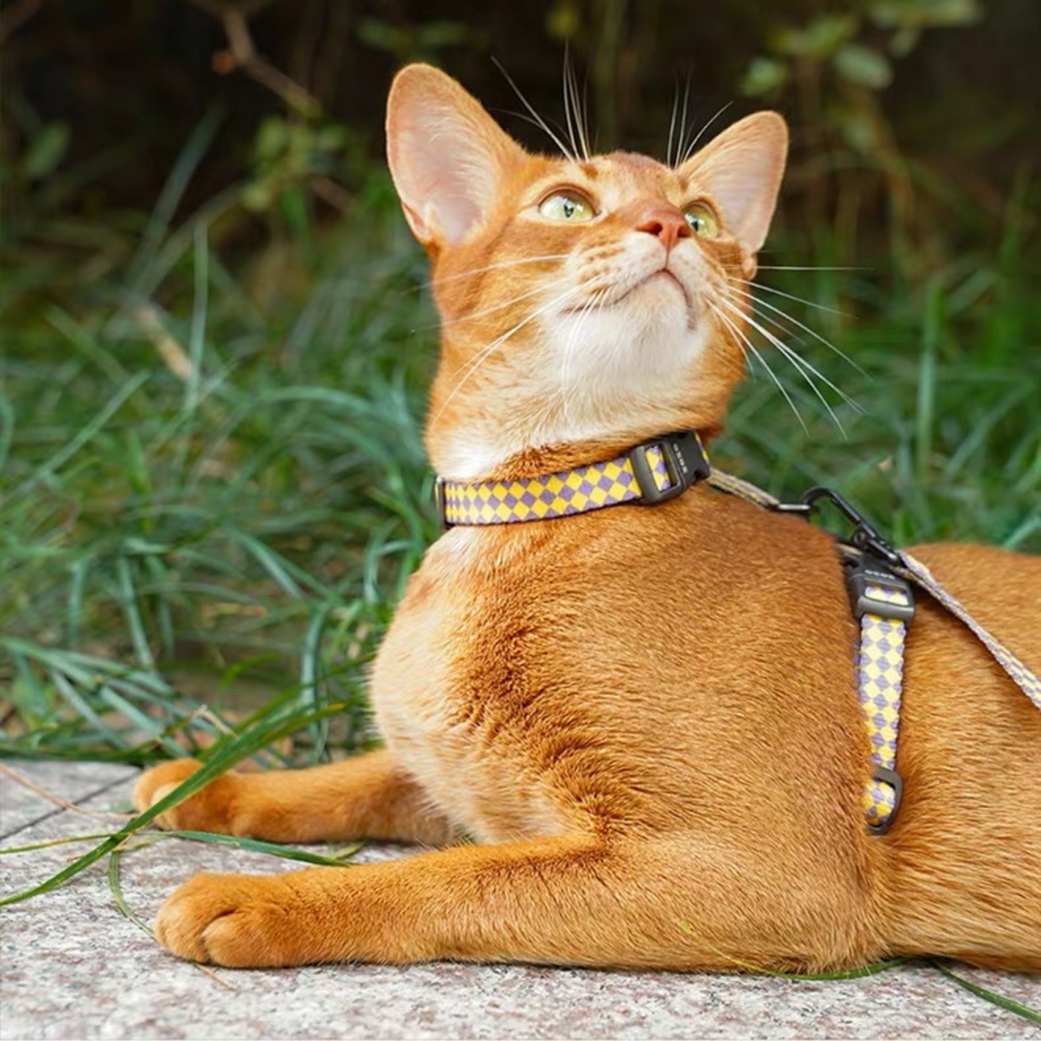 Zeze Plaid Cat Harness & Leash Set, yellow/purple. Comfortable H-style polyester webbing for secure walking.