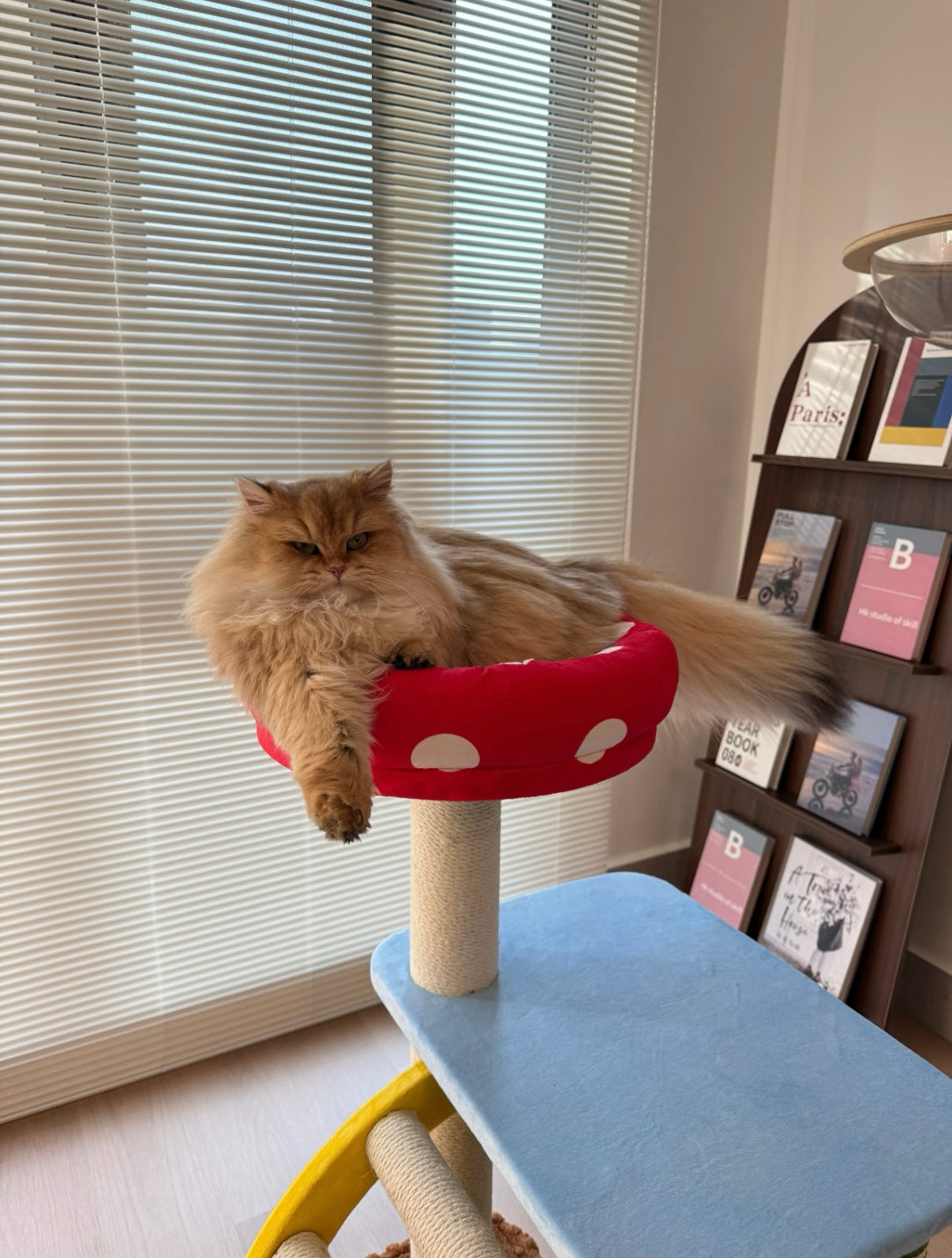 zeze 3-in-1 Multi-Function Cat Tree — Bed, Scratcher & Multi-Level Activity Tower