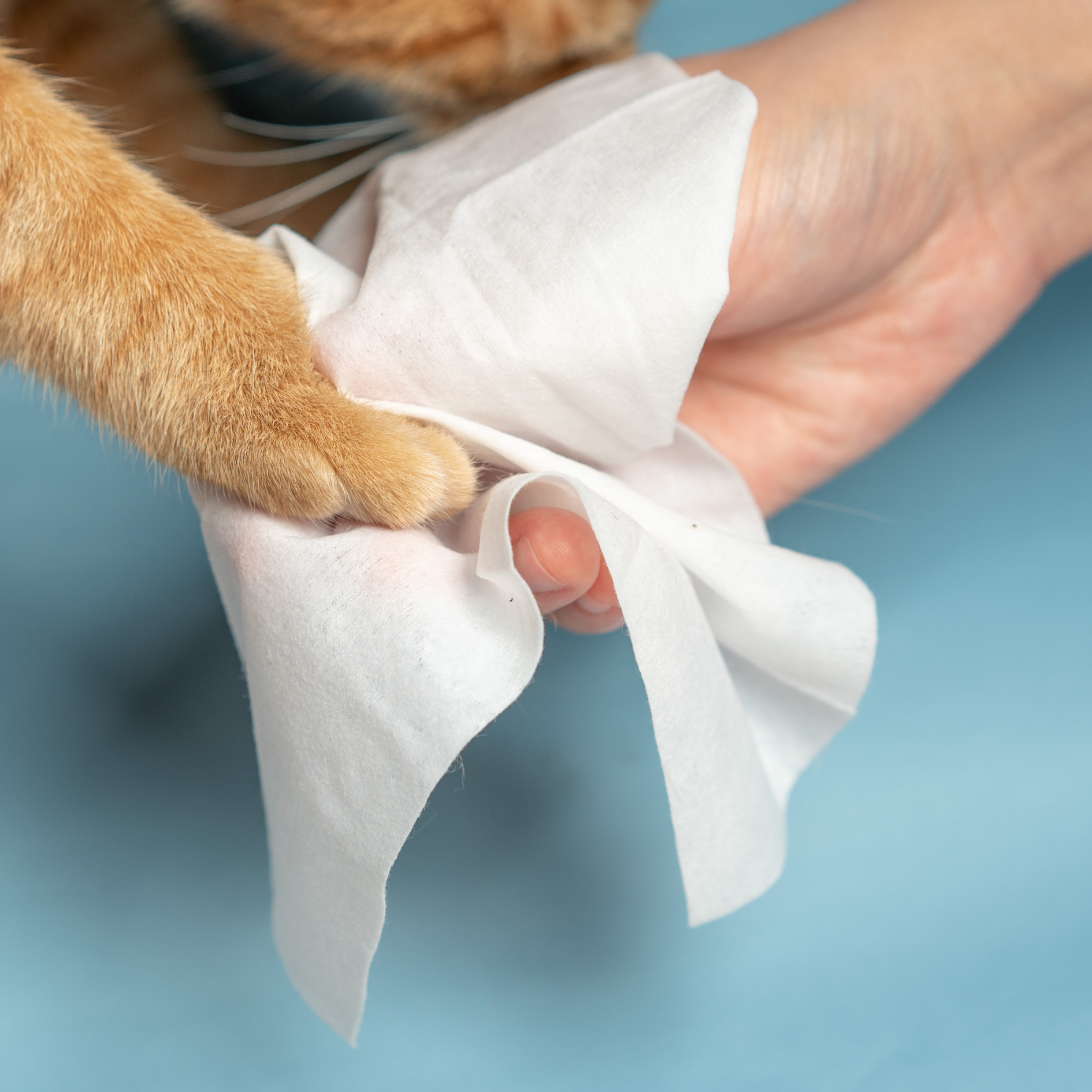 pidan Cleaning Wipes for Pets （ Fragrance Free）