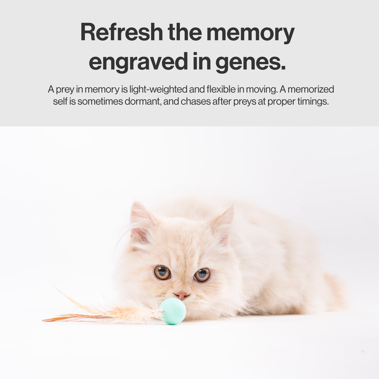 pidan Cat Toy Bouncy Ball & Feather Set (3-Pack)